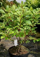 Honigball - Knöpchenblume - Cephalanthus occidentalis 40-60 cm, im 3-Liter Container