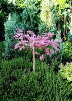 Japanischer Fächerahorn bunt - Acer palmatum Pink Passion- Stämmchen Stammhöhe, 80 cm, Krone einjährig, im 5-Liter Container