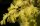 Gelber Urweltmammutbaum ‘Gold Rush - Metasequoia glyptostroboides ‘Gold Rush’ Stämmchen