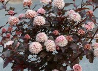 Blasenspiere Stämmchen  Lady in Red® - Physocarpus opulifolius  Stammhöhe 80 cm, im 5 Liter Container