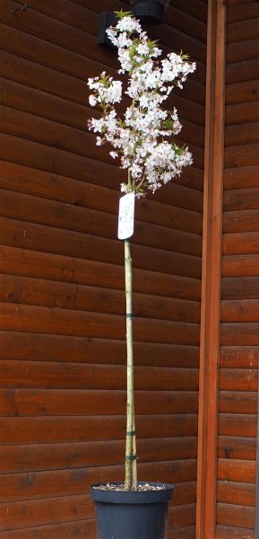 Weiße Zierkirsche  Brillant - Prunus kurilensis Brillant Stämmchen Stammhöhe 80 cm, Krone einjährig,  im 5 Liter Container