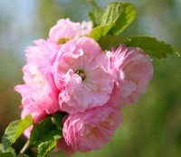 Mandelbäumchen - Prunus triloba Stämmchen...