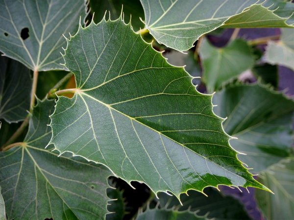 Henrys Linde - Tilia henryana Stämmchen Stammhöhe 125 cm, Krone einjährig, im 7,5 Liter Container