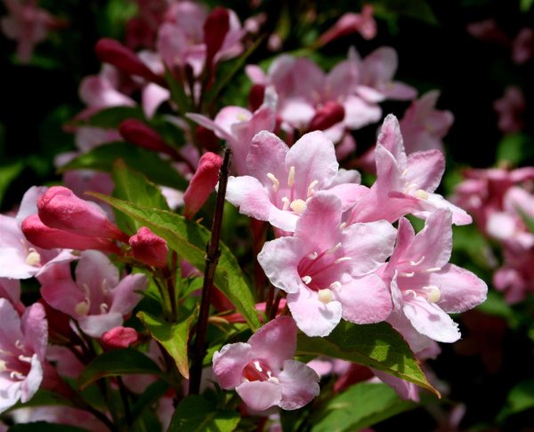 Liebliche Weigelie - Weigela florida 60-100 cm, Strauch im 5 Liter Container