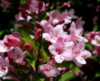 Liebliche Weigelie - Weigela florida 60-100 cm, Strauch...