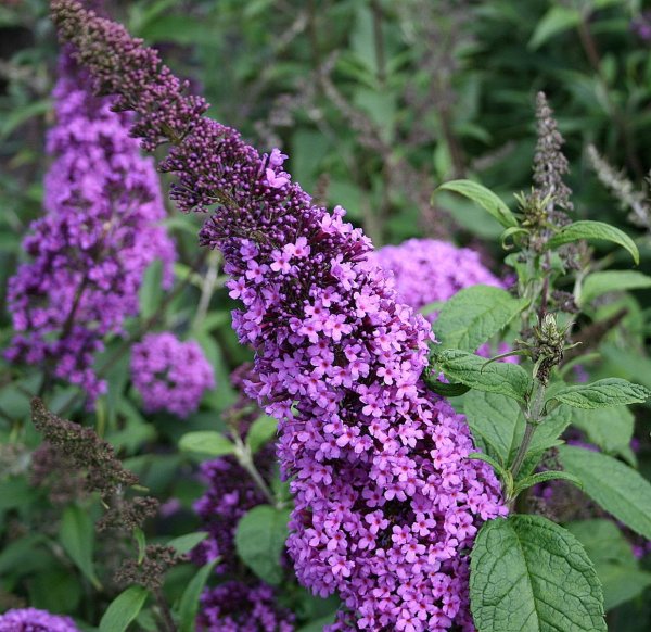 Schmetterlingsstrauch - Sommerflieder Camberwell Beauty Buddleja davidii Camberwell Beauty 60-80 cm, Strauch im 3 Liter Container