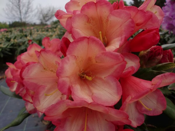 Rhododendron yakushimanum Barbarella ® - INKARHO 20-25 cm, Strauch im Container