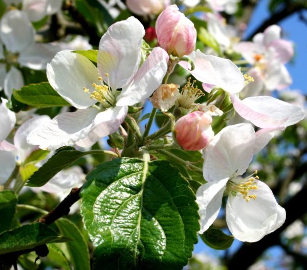 Apfelbaum Geheimrat Dr. Oldenburg - Malus domestica Hochstamm, Stammumfang 12-14 cm, 3x verpflanzt, mit Drahtballen