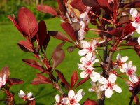 Zwergblutpflaume - Prunus cistena Stämmchen, Stammhöhe 100 cm, Zierstamm  im Container