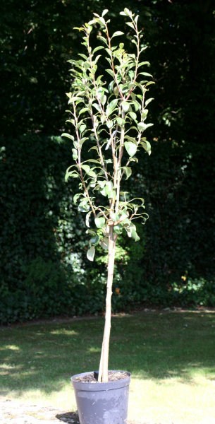 Birne Boscs Flaschenbirne  - Pyrus com. Boscs Flaschenbirne Halbstamm, ca. 170 cm, im 10-Liter Container