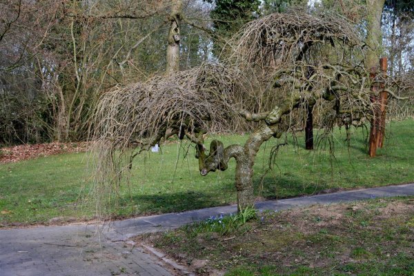 Maulbeerbaum - Morus alba - Maulbeerbaum Stämmchen, Stammhöhe 80 cm, Zierstamm im 5-Liter Container