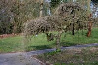 Maulbeerbaum - Morus alba - Maulbeerbaum Stämmchen,...