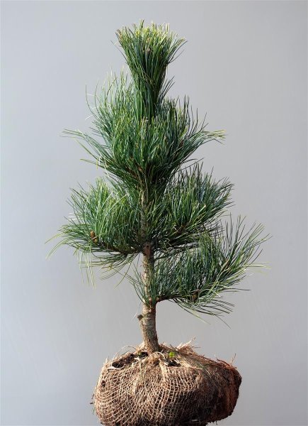 Pinus cembra Glauca Blaue Zirbel-Kiefer 25-30 cm, Ballenware