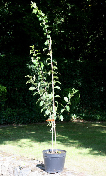 Pflaume Mirabellen-Aprikose Aprimira - Prunus Aprimira  Halbstamm, 170 cm, im 10 Liter Container