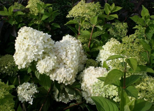 Hortensie Rispenhortensie - Hydrangea paniculata Limelight Stämmchen, Stammhöhe 80 cm, Krone mehrjährig, Zierstamm  im 5-Liter Container