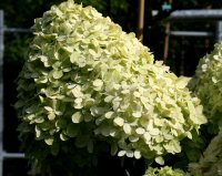 Hortensie Rispenhortensie - Hydrangea paniculata Limelight Stämmchen, Stammhöhe 80 cm, Krone mehrjährig, Zierstamm  im 5-Liter Container