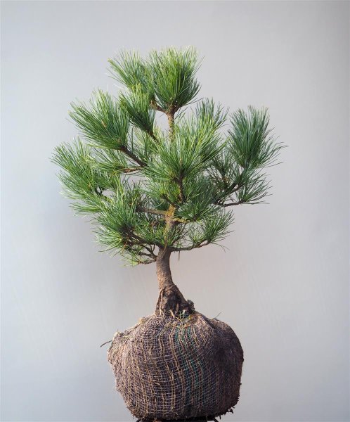 Kompakte Blaue Zirbelkiefer - Pinus cembra Compacta Glauca 25-30 cm, Ballenware