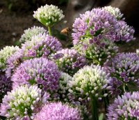 Ausdauernder-Lauch - Berglauch - Zierlauch - Allium senescens ssp. senescens Staude im 1-Liter Topf