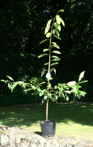 Süßkirsche Stella - Prunus avium Stella  Halbstamm, ca. 170 cm, wurzelnackt