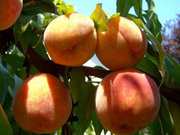 Pfirsichbaum  Kernechter vom Vorgebirge - Prunus persica Halbstamm ca. 170 cm im 10-Liter Container