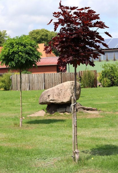 Blutahorn Roter Kugelahorn Acer platanoides Crimson Sentry  Hochstamm, Stammhöhe 220 cm, Stammumfang 10-12 cm im 25 Liter Container