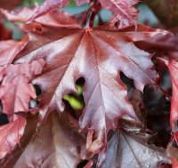 Blutahorn Roter Kugelahorn Acer platanoides Crimson Sentry  Hochstamm, Stammhöhe 220 cm, Stammumfang 10-12 cm im 25 Liter Container