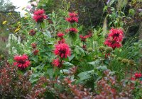 Indianernessel Bee Happy ® - Monarda Sugar Buzz