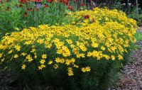 Mädchenauge Zagreb Coreopsis verticillata Staude im...