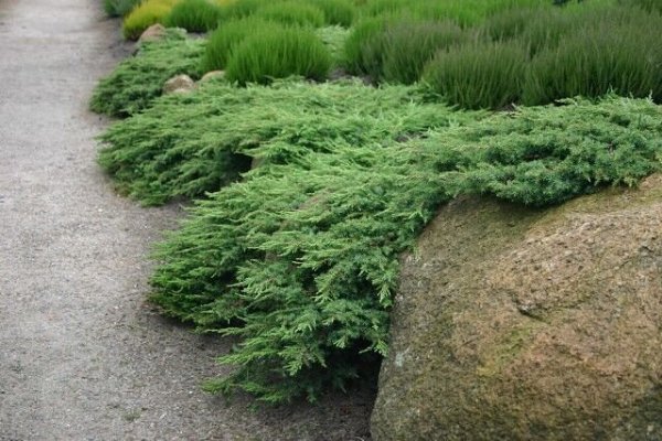 Teppichwacholder Juniperus communis Hornibrookii