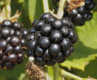 Himbeere Rubus idaeus Black Jewel  40-60 cm im Container