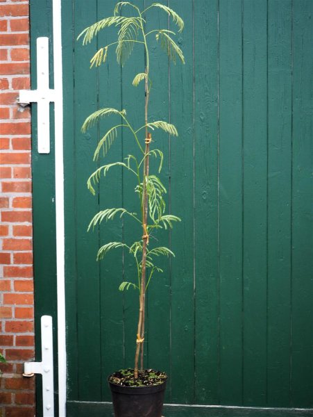 Schlafbaum - Seidenbaum Albizia julibrissin 80-100 cm, im Container