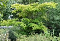 Schlafbaum - Seidenbaum Albizia julibrissin 80-100 cm, im Container