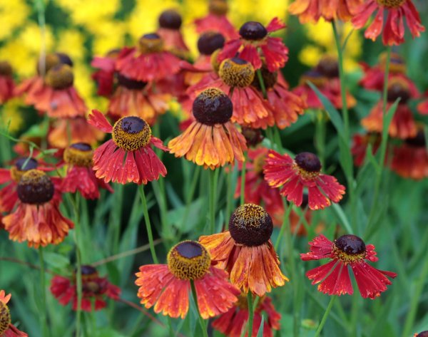 Sonnenbraut  Moerheim Beauty - Helenium x cultorum Moerheim Beauty