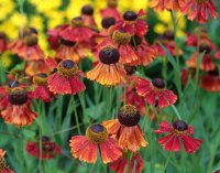 Sonnenbraut  Moerheim Beauty - Helenium x cultorum...