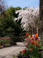 Tokiokirsche - Prunus  yedonensis 60-100 cm, Strauch im Container