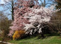 Tokiokirsche - Prunus  yedonensis 60-100 cm, Strauch im Container