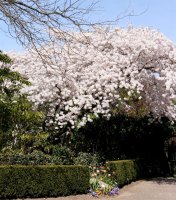 Tokiokirsche - Prunus  yedonensis 60-100 cm, Strauch im Container