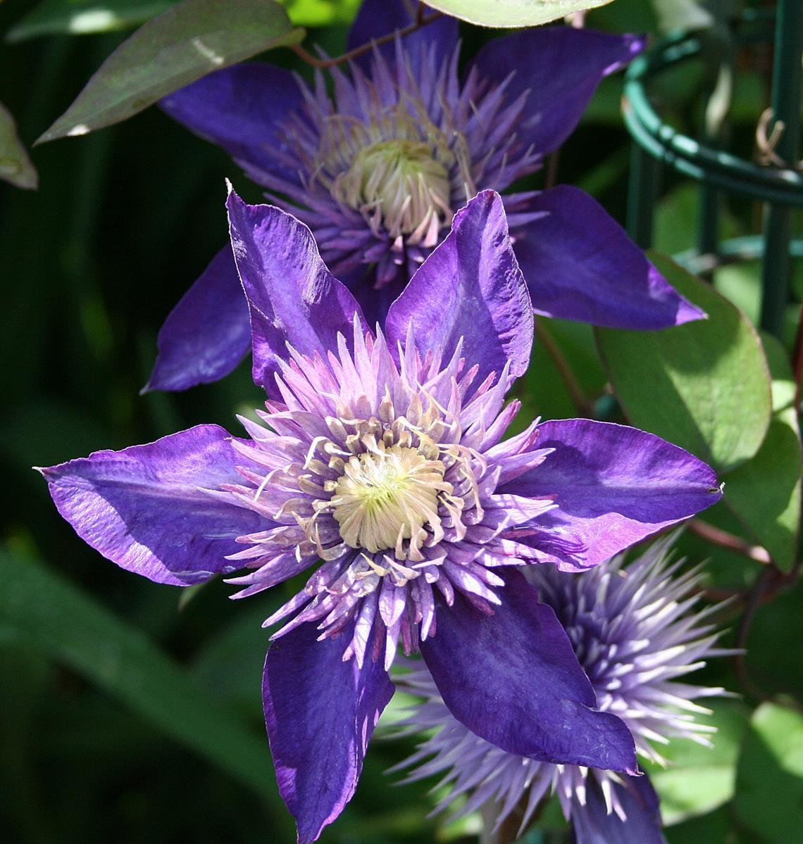 Clematis ´Multi Blue´ blau, winterhart, gefüllt, großblumig, 12,95