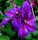Großblumige Waldrebe ´Mrs Thompson´- Clematis Hybride