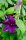 Großblumige Waldrebe ´Mrs Thompson´- Clematis Hybride