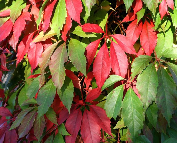 Wilder Wein Engelmannii- Parthenocissus quinquefolia 60-100 cm, im 2-Liter Container