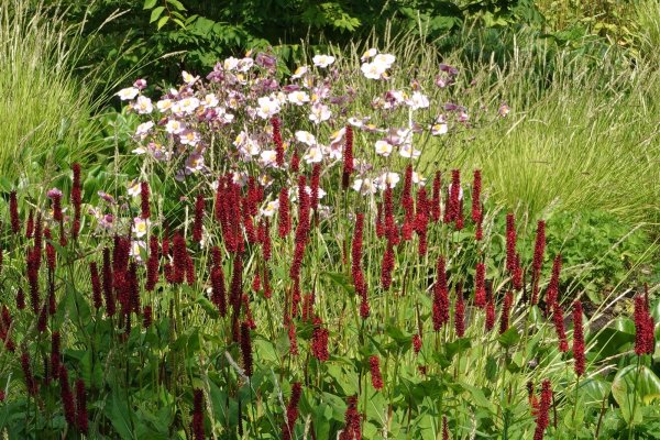 Kerzenknöterich Blackfield - Persicaria amplexicaulis Staude im 1-Liter Topf