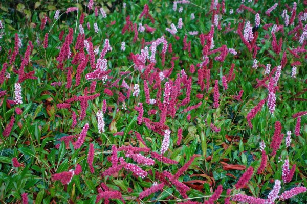 Schecken-Wiesenknöterich Darjeeling Red Persicaria affinis Staude im 0,5-Liter Topf