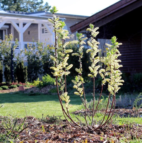 Spießweide - Engadinweide Werhanni - Salix hastata 30-40 cm, Strauch im 3-Liter Container