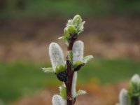 Spießweide - Engadinweide Werhanni - Salix hastata 30-40 cm, Strauch im 3-Liter Container