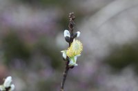 Spießweide - Engadinweide Werhanni - Salix hastata 30-40 cm, Strauch im 3-Liter Container