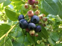 Heidelbeere Duke - Blaubeere - Vaccinium corymbosum 60-80...