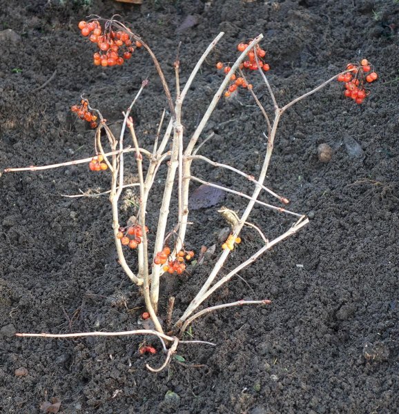 Gemeiner Schneeball, Compactum - Kleinstrauch - Viburnum opulus Compactum