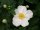 Herbst-Anemone  Honorine Jobert - Anemone japonica
