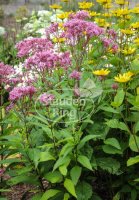 Wasserdost JS® Humble Eupatorium maculatum Staude im...